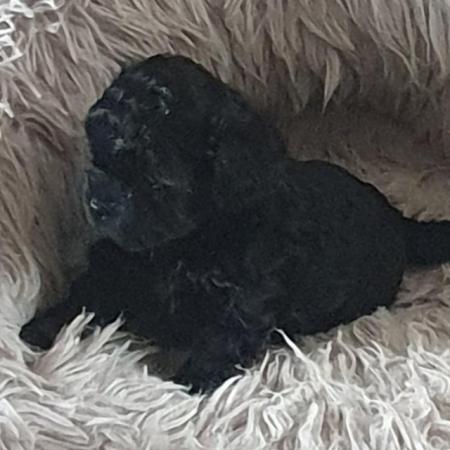 Image 1 of Toy Shihpoo puppy girl (imperial)