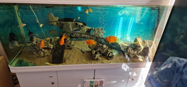 Image 3 of 5ft fish tank and cabinet for sale