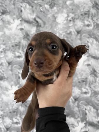 Image 16 of Stunning mini dachshunds