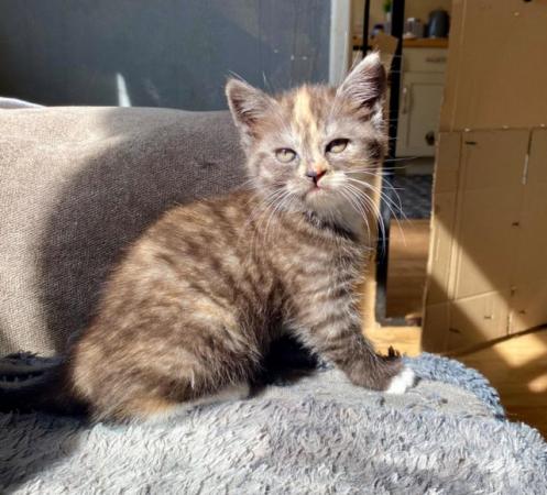 Image 1 of Stunning pure Maine coon kittens READY NOW!
