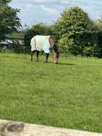 Image 1 of Horse or pony wanted 13hh+ 2+