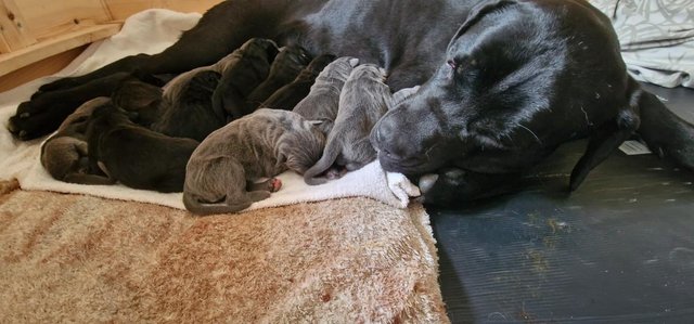 Image 6 of Absolutely stunning Cane Corso puppies!