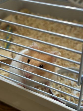 Image 4 of Syrian Hamster with cage and accessories