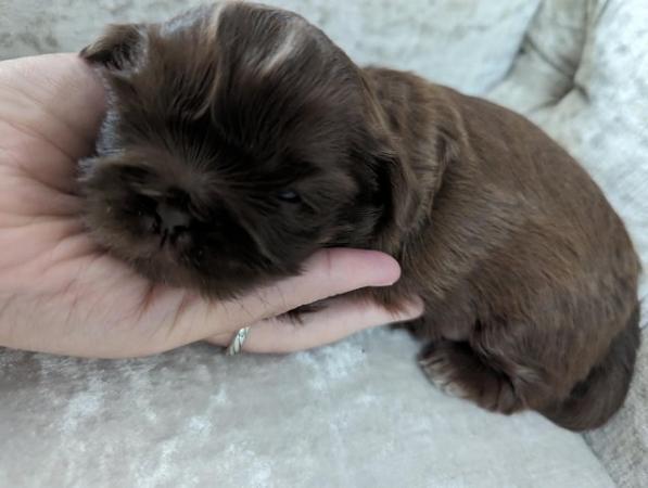 Image 5 of Chocolate imperial KC registered shih tzu puppies