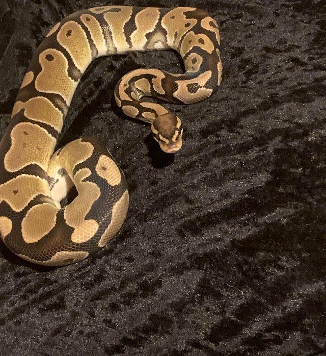 Preview of the first image of Ball python looking for a good forever home.