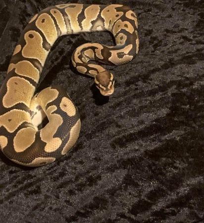 Image 1 of Ball python looking for a good forever home