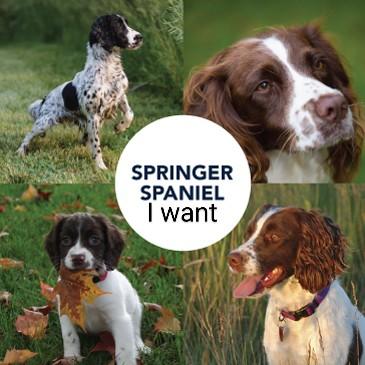 Preloved springer hot sale spaniels