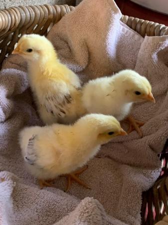 Image 2 of Week old chicks- various breeds