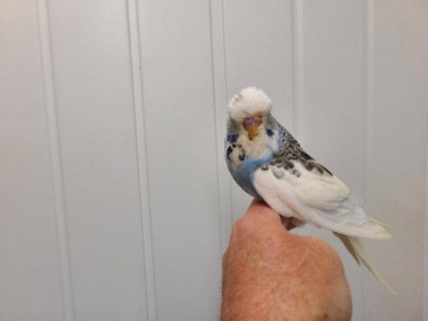 Image 7 of Pet budgies 4 months to a year old
