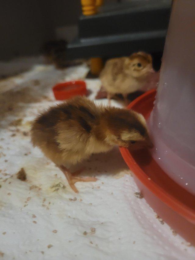 Preview of the first image of Coturnix Quail Chicks UNSEXED For Sale.