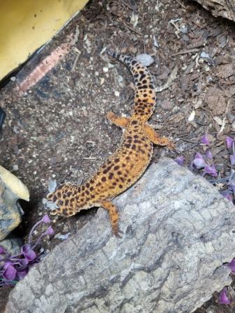 Image 4 of Wonderful adult leopard gecko