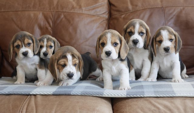 Image 2 of Beautiful Health Tested Beagle Puppies