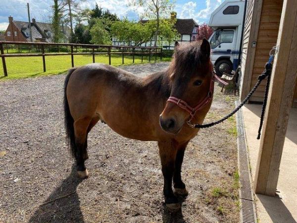 Image 1 of 11hh / 11.2hh Darmoor pony x Shetland LR pony for shared use
