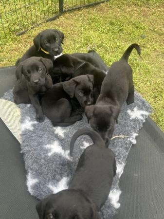 Image 1 of Kc reg black lab puppies