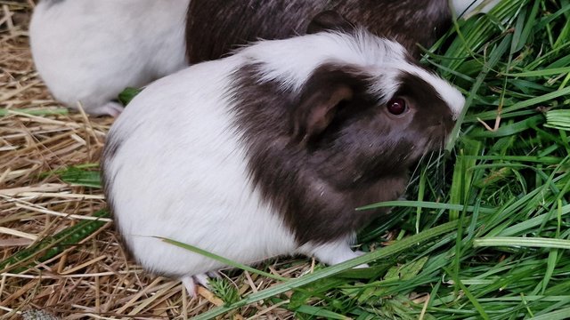 Image 4 of Last Baby girl guinea pig ip39es