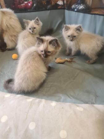 Image 3 of Ragdoll kittens ready to leave