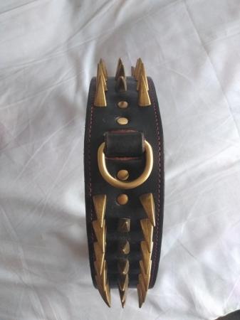 Image 1 of Dog collar with brass studs