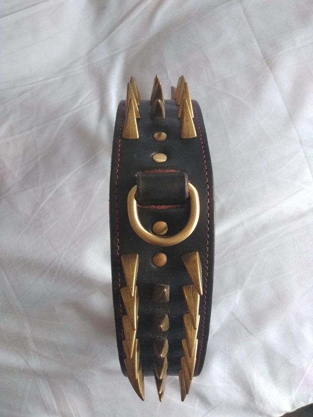 Preview of the first image of Dog collar with brass studs.