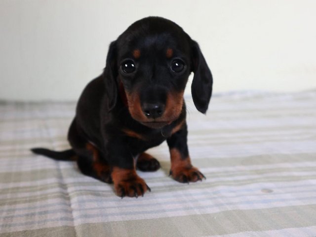 Preview of the first image of Beautiful Dachshund smooth haired Black and Tan pups.