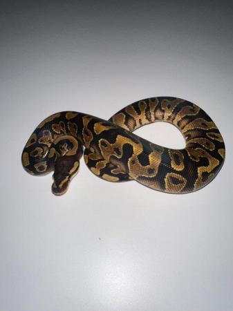 Image 3 of Royal Pythons Pied Clown Highway Ivory BEL Adults and CB23