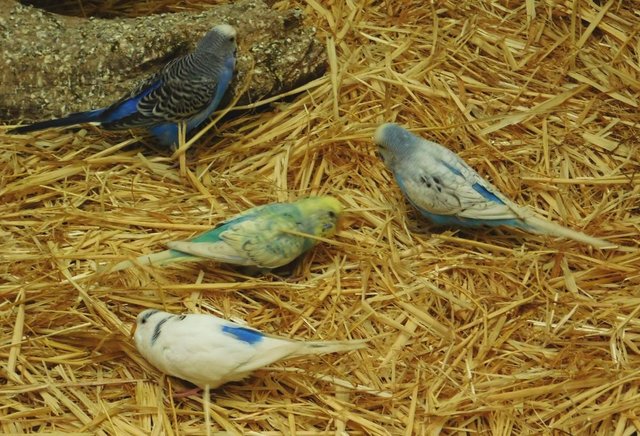Image 24 of Budgies For Sale. Ideal Pets (Friendly) + Suit for Aviaries
