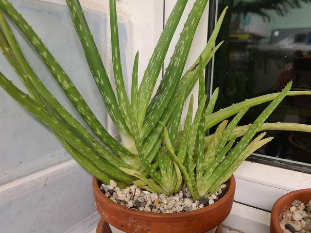 Preview of the first image of Aloe Vera plant in a clay pot For sale.