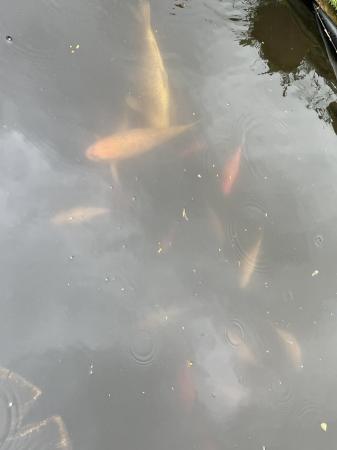 Image 2 of Pond fish - koi, carp, goldfish & pond