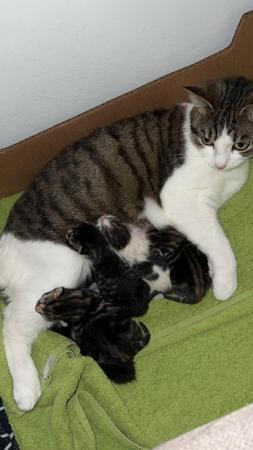 Image 4 of Tabby & White kittens for sale