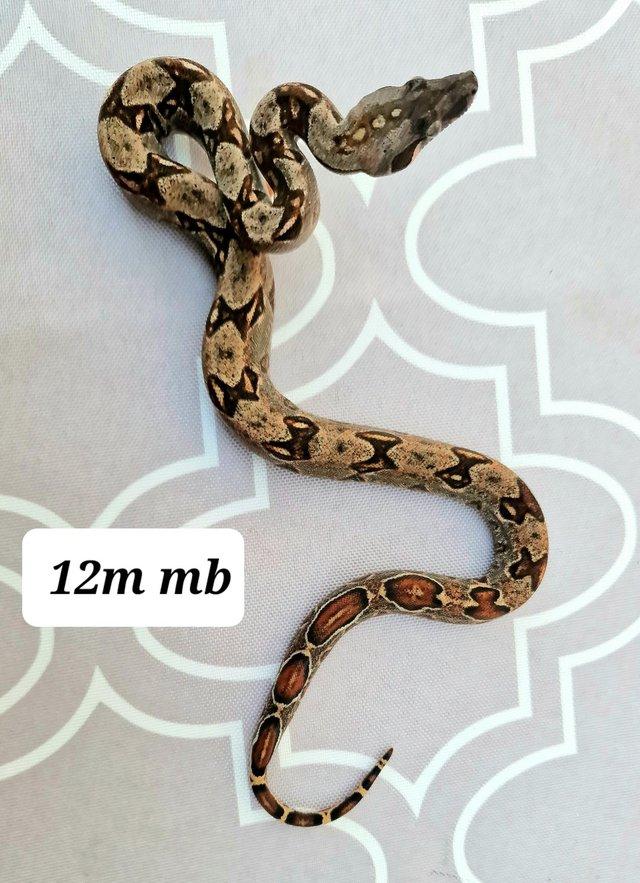 Preview of the first image of Mandarin belly boa 100%het leopard 12m.