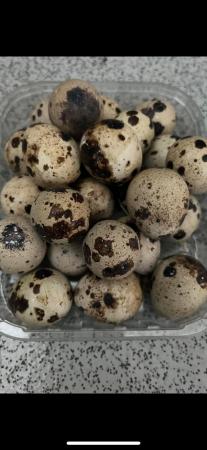 Image 6 of Quail eggs for hatching fertilised  Chinese painted /japanes