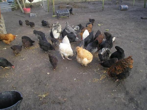 Image 1 of 100% fertile mix breeds chicken hatching eggs