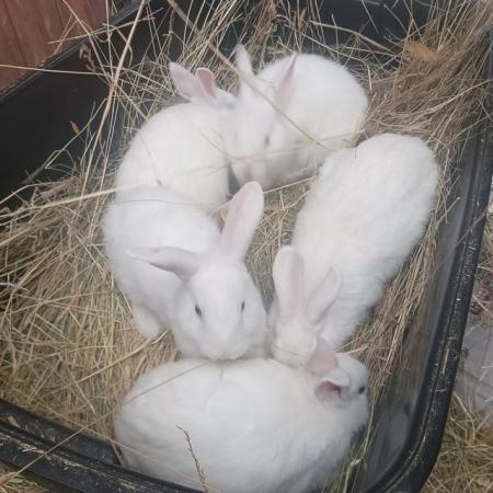 Image 3 of Blue eyed white friendly rabbits