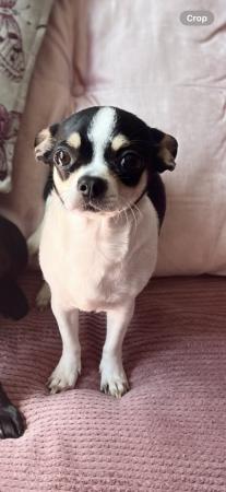 Image 3 of READY NOW 1 boy Merle chihuahua