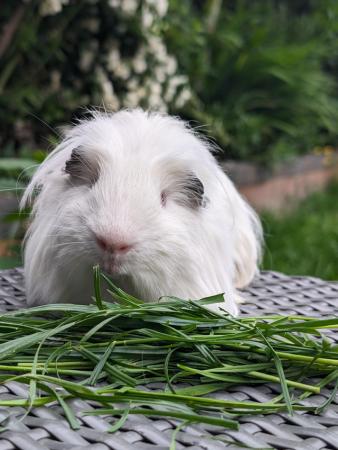 Image 4 of Long haired baby guinea pigs
