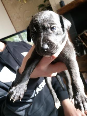 Image 1 of Beautiful litter of whippet puppies