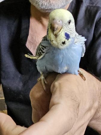 Image 16 of budgies for sale, breeding couples, babies