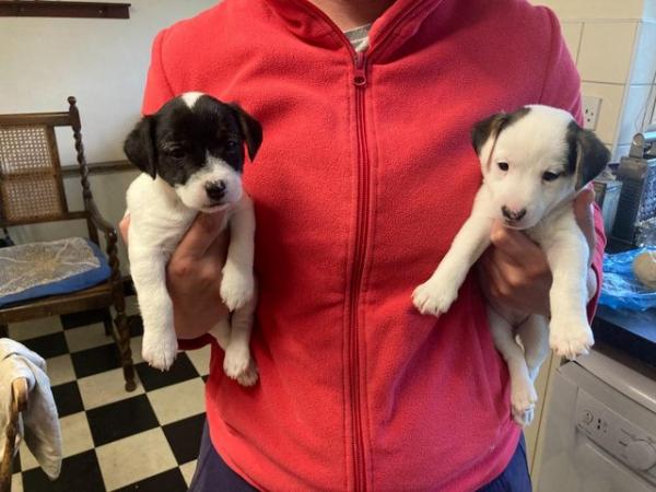 Image 10 of Jack Russell puppies for sale