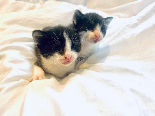 Image 5 of 5 beautiful kittens ready in 3 weeks