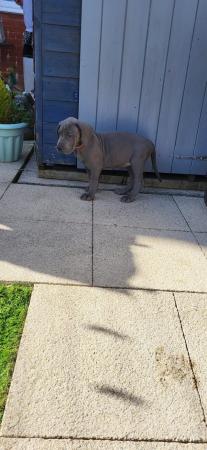 Image 34 of Adorable KC Blue Great Dane puppies READY NOW!!