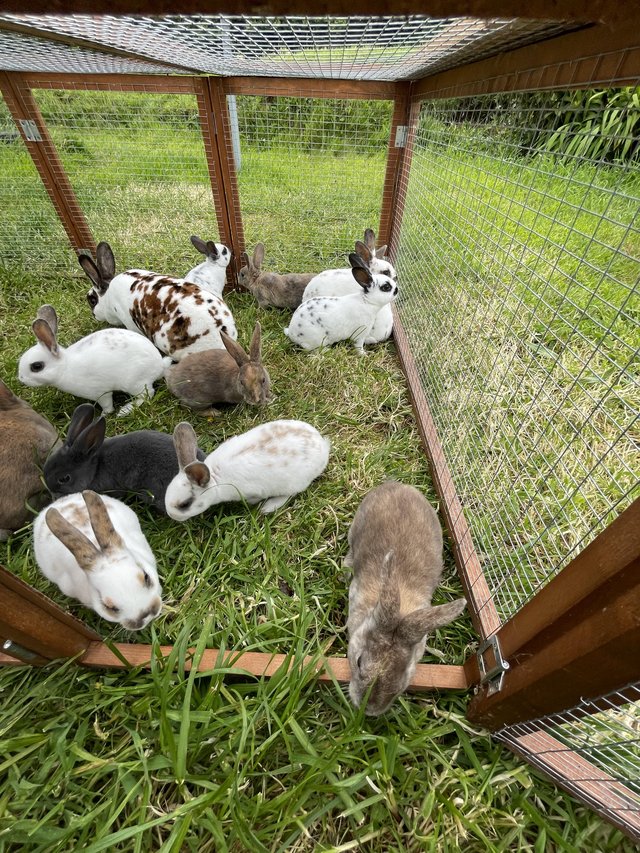 Preview of the first image of Mini Rex babies READY NOW.