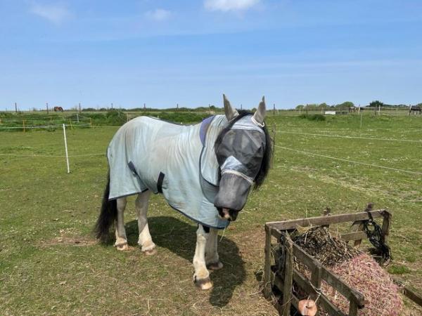 Image 1 of Sharer wanted for 14.2hh cob mare
