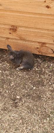 Image 1 of Two beautiful boys mixed half lion lop bunnies