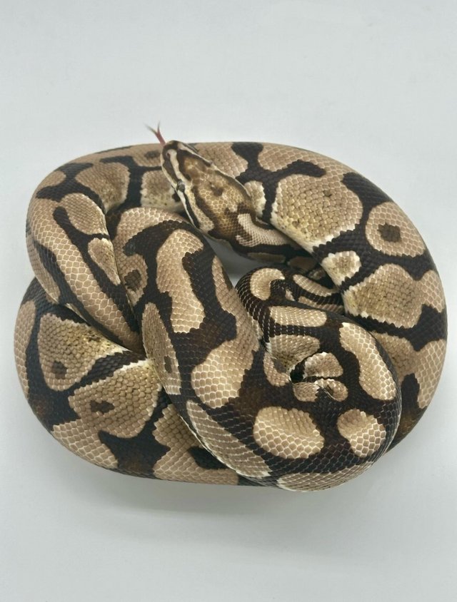 Preview of the first image of CB20 Female Spotnose 100% Het Genetic Stripe Ball Python.