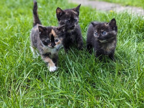 Image 26 of 5 girl kittens-ginger tabby markings & ginger/black speckles
