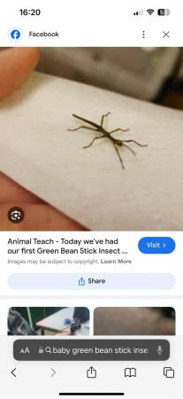 Image 4 of 5 baby green bean Stick insects only baby’s