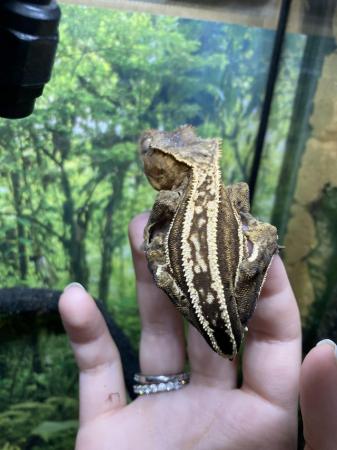 Image 3 of Adult male quad stripe crested gecko with dalmation spots