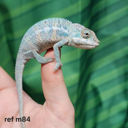 Image 5 of Baby true blue nosy be panther chameleon males
