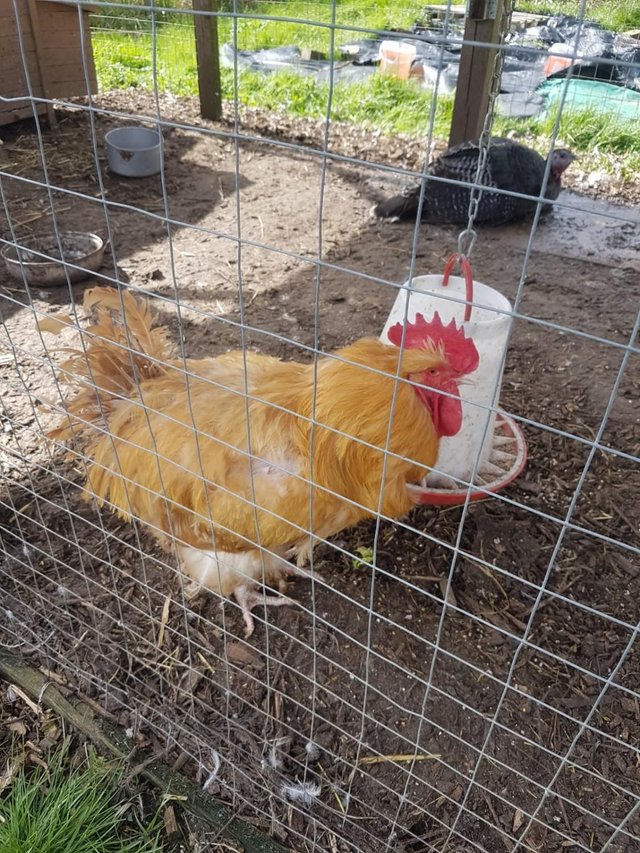 Preview of the first image of Buff Orpington cockerel for sale.
