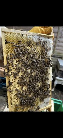 Image 4 of 5 frames of honey bee nuc 2024 queen