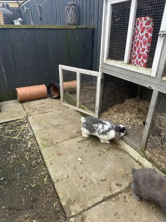 Image 3 of 3 male rabbits and hutch